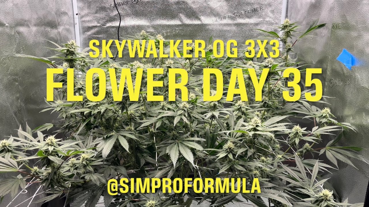 Skywalker OG 3x3 Flower Day 35 with SimproFormula Microbes @simproformula4640