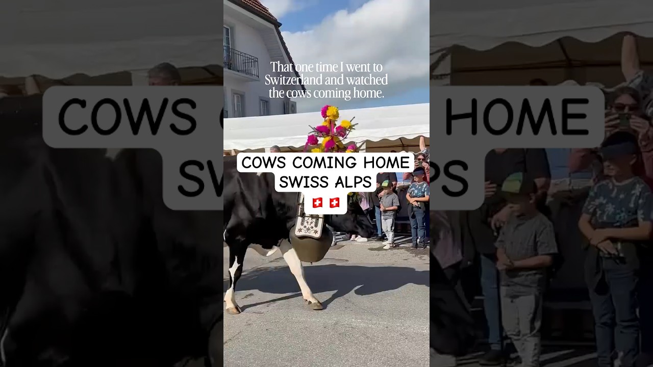 🇨🇭🐄 Cows Coming Home | Semsales, Switzerland | D&eacute;salpe, Almabtrieb | Swiss Alps 🗻