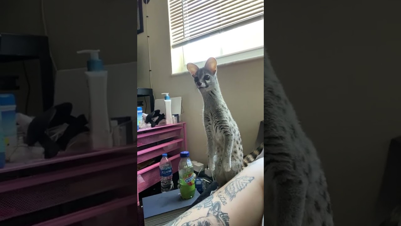 Norman is like a little meerkat! 