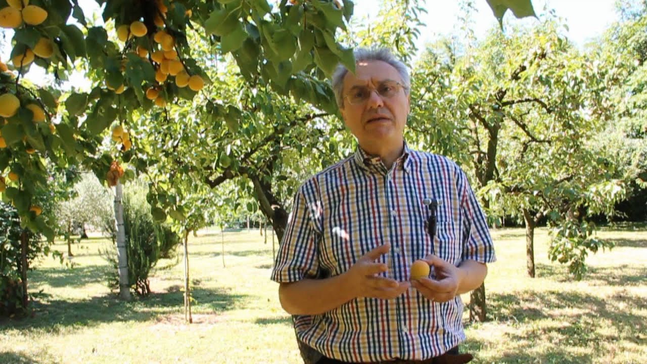 Albicocca - Rubrica ScienzaNatura - Ivo Bianchi