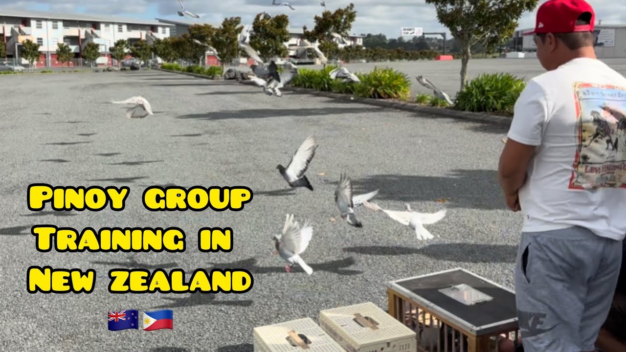 PAKI KABOG NG NEW ZEALAND🇳🇿🇵🇭 60km TRAINING YOUNG BIRD💪🐦#unoloftpigeonracing #racingpigeons 