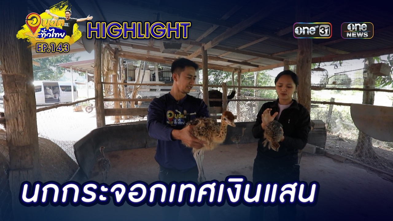 นกกระจอกเทศเงินแสน จ.ขอนแก่น | Highlight | อนุวัตทั่วไทย | EP 143 | one31