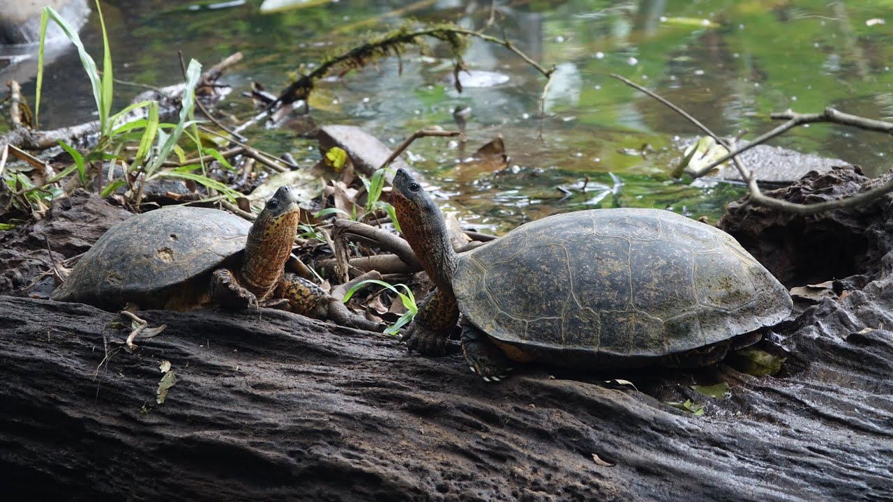 SELVA VERDE LODGE (2) - COSTA RICA -  A NATURE WONDERLAND