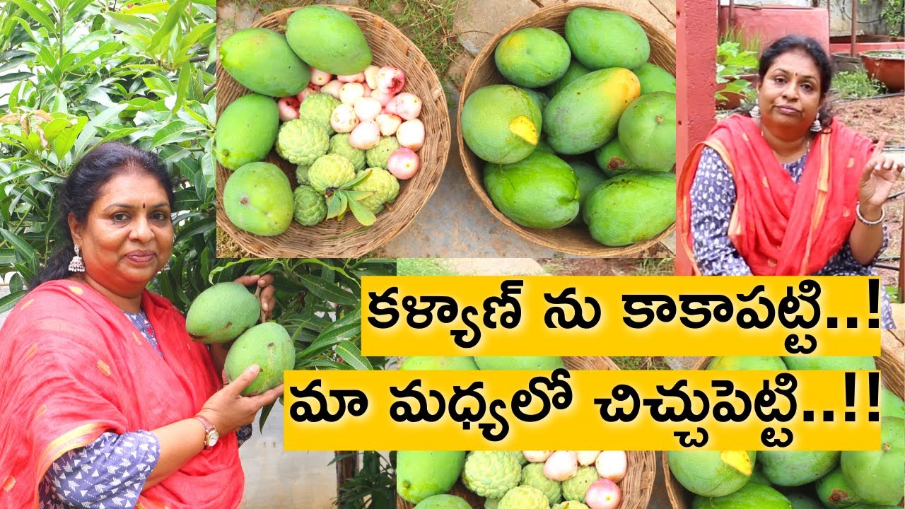 ఇది మీకు న్యాయమా??ఉడుతలు, పిట్టలు మరీ అన్యాయం??? ఇలా ఐతే ఎలా? Farm fresh Mangos/ kitchen garden