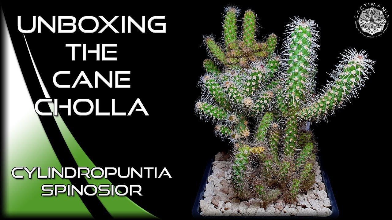Unboxing Another Vicious Cylindropuntia | The Cane Cholla | #Cactus & #Succulent Collection
