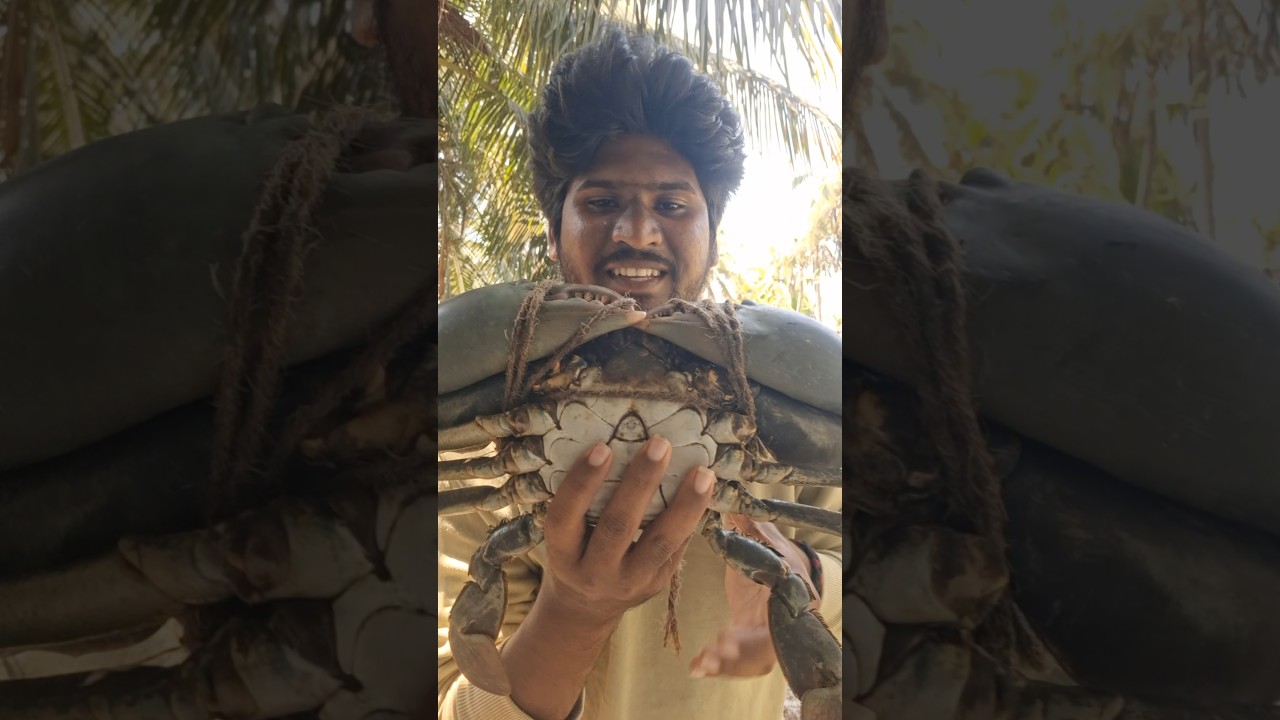 Big Mud Crab #mudcrab #crab #crabs #shorts #shortvideo #short #shortsfeed #crabfarming