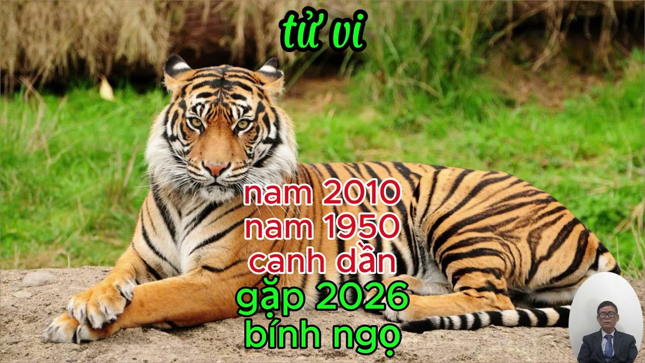 NAM CANH DẦN 1950 và 2010 gặp 2026 bính ngọ