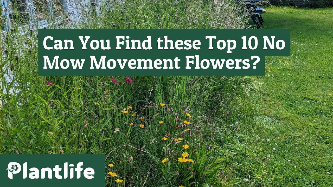 Top 10 Flowers to Find in Your No Mow May lawn