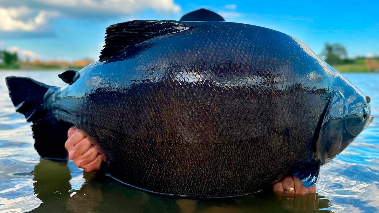 CARAVANA FAZENDA PACU / PEIXES GIGANTES E MUITA RESENHA!