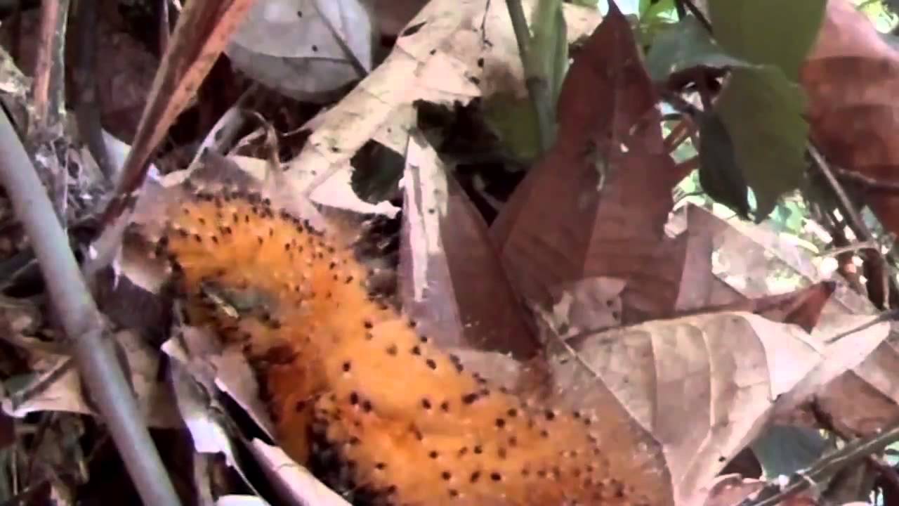 A Baby Bird Behaves Like a Caterpillar
