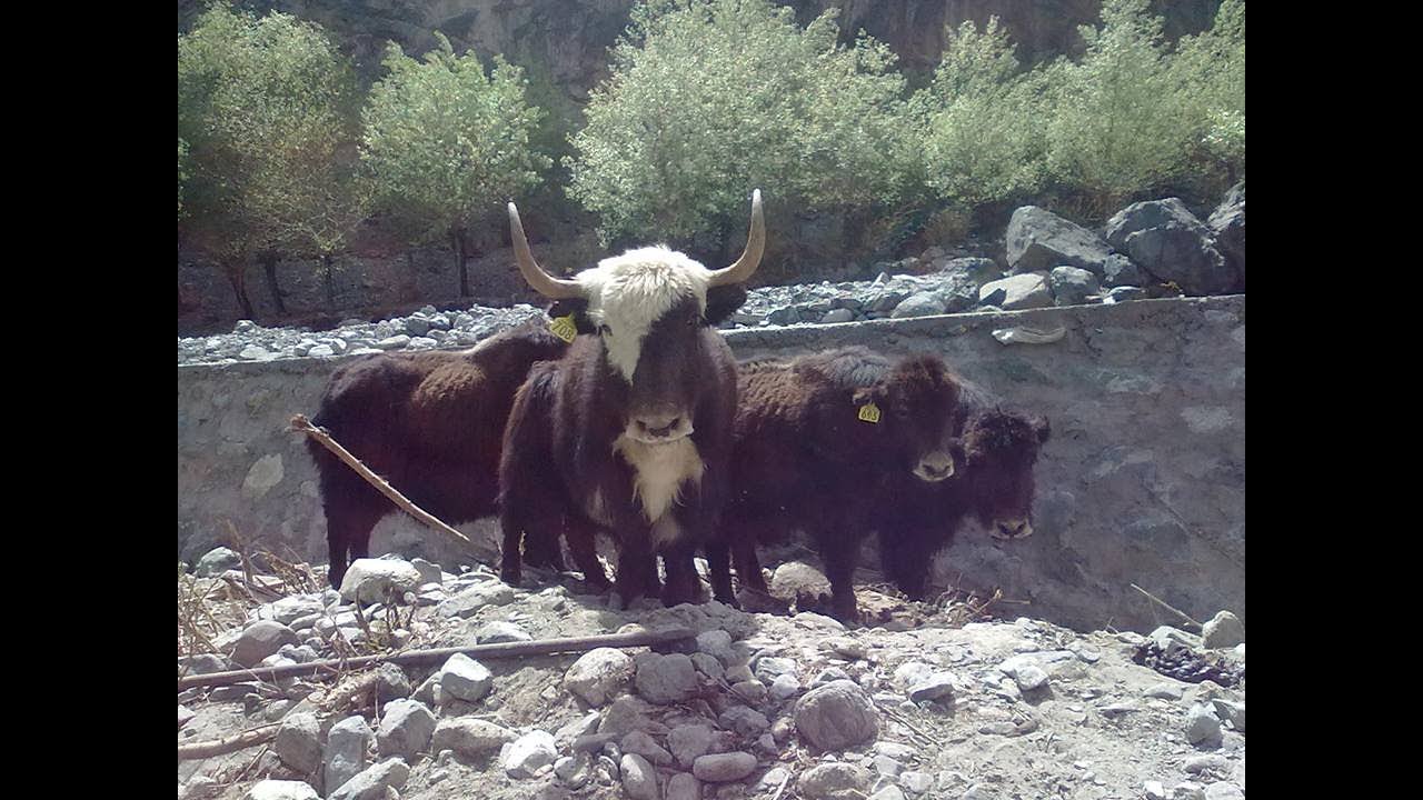 Yak And Pastures