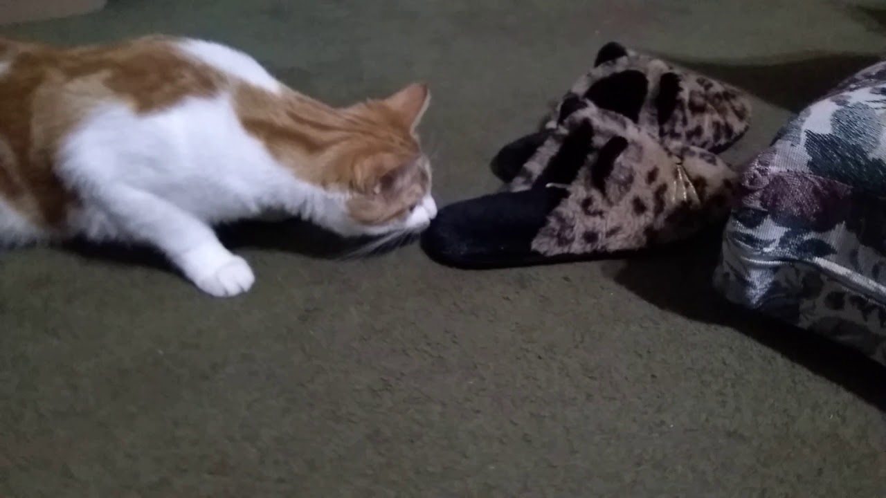 My cat investigates my slippers.