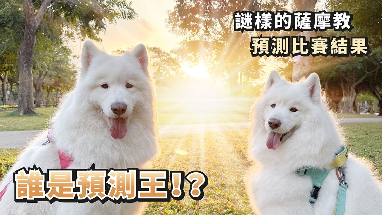 『誰是預測王！？』謎樣的薩摩教，預測比賽結果！(薩摩耶多比Dobby is free)