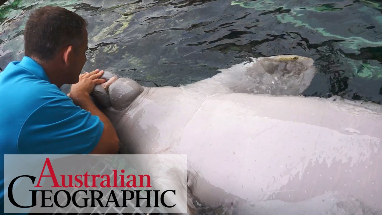 Meet Australia's only captive dugongs