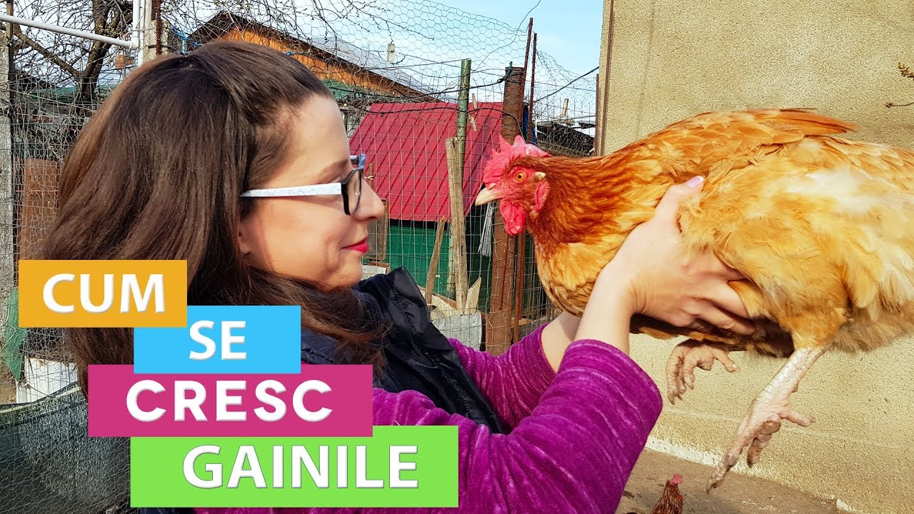 🐔 GAINILE - De la A la Z | Cum le Cresc, Ingrijesc si le Tratez?
