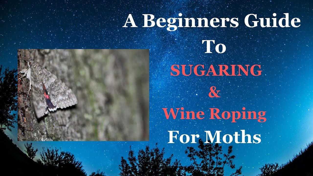 How to Attract more moths with the wonderful world of Sugaring & Wine Roping