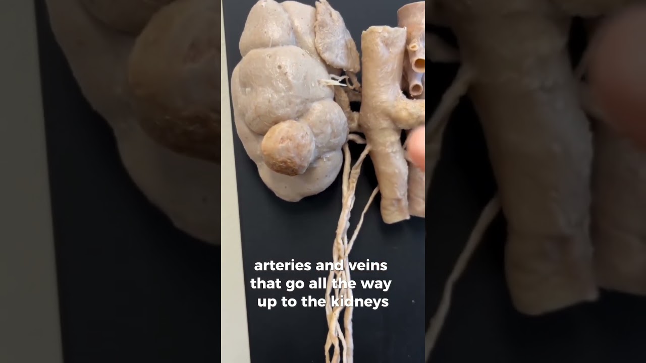 respritory system and male reproductive system 