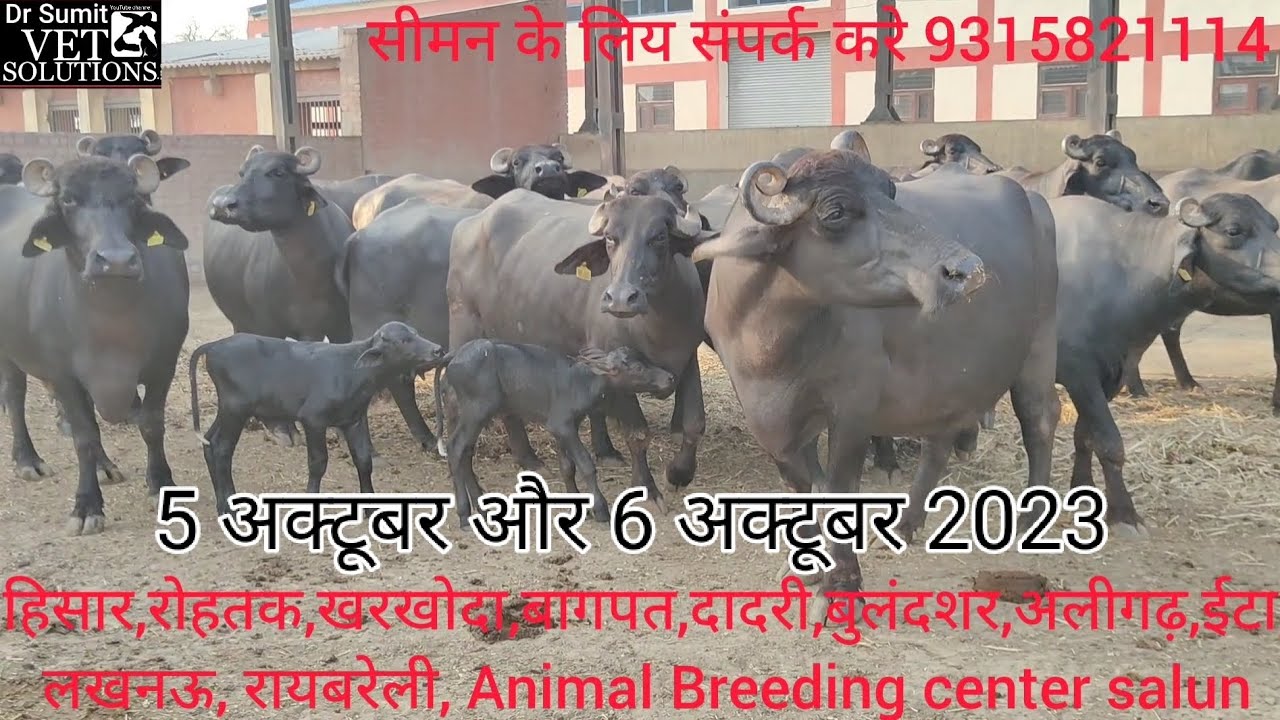 HLDB का नस्ल सुधार में योगदान Tour program  हिसार से लखनऊ ,रायबरेली Animal breeding  center salun