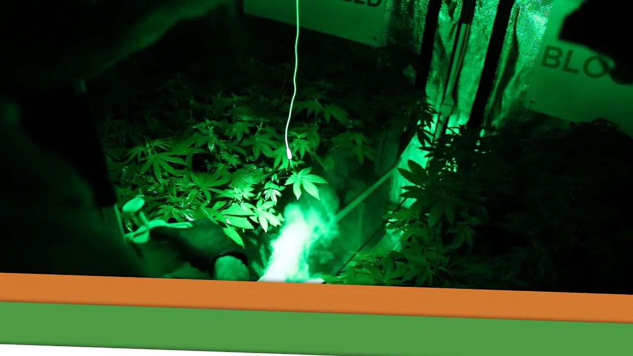 [SEGUIMIENTO CANNABICO (INDOOR) LED 1000 WATT] Video (8) Floraci&oacute;n - Semana -1-