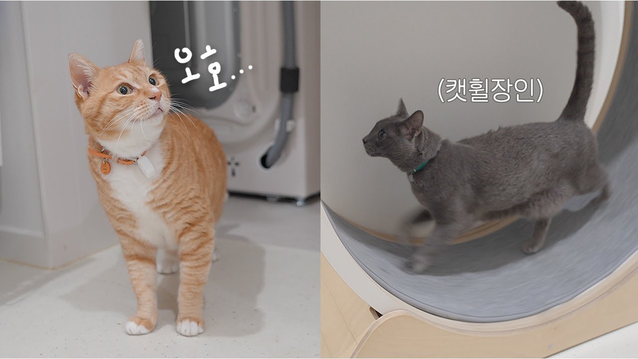 신문물 쓰는 집고양이를 본 길출신 고양이 반응
