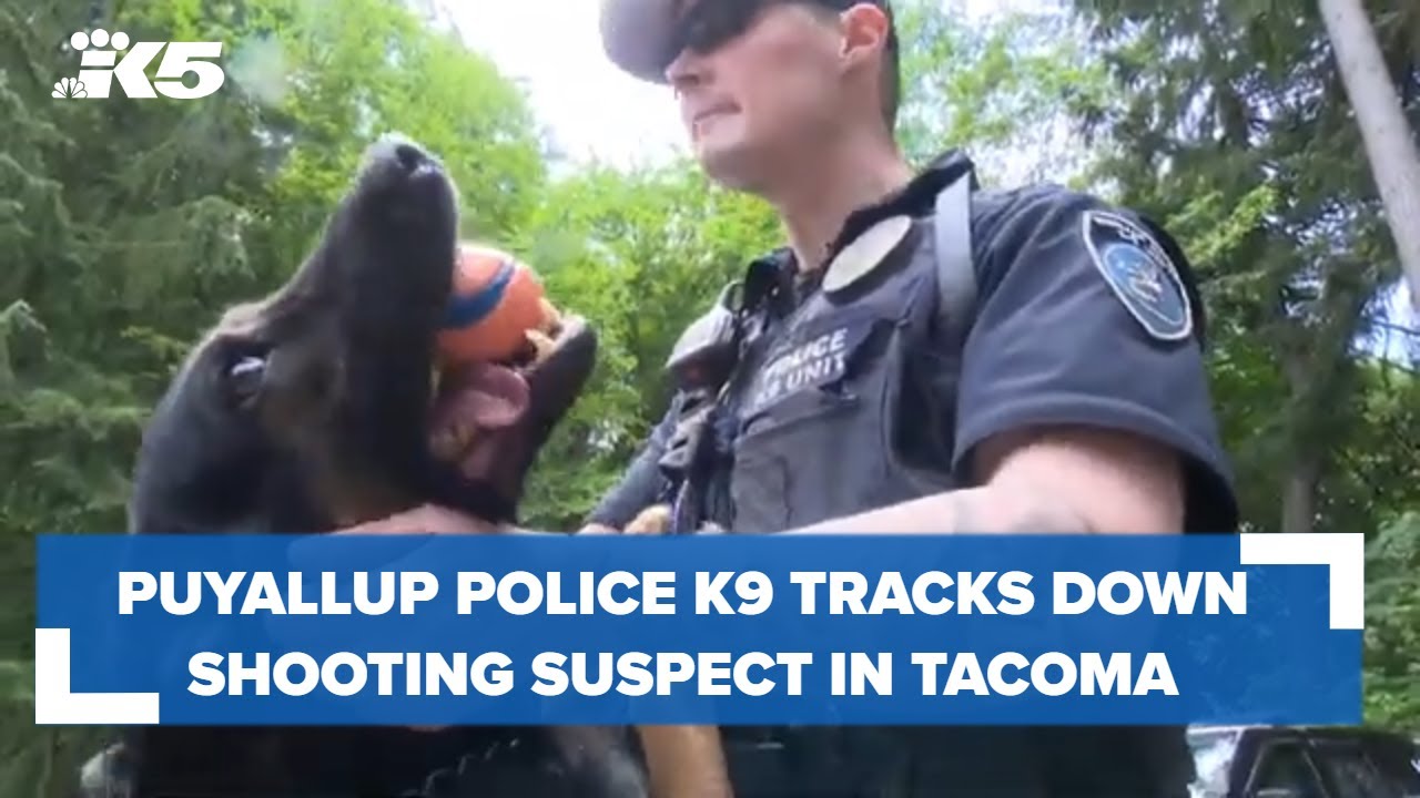 Puyallup police K9 tracks down teen shooting suspects in Tacoma