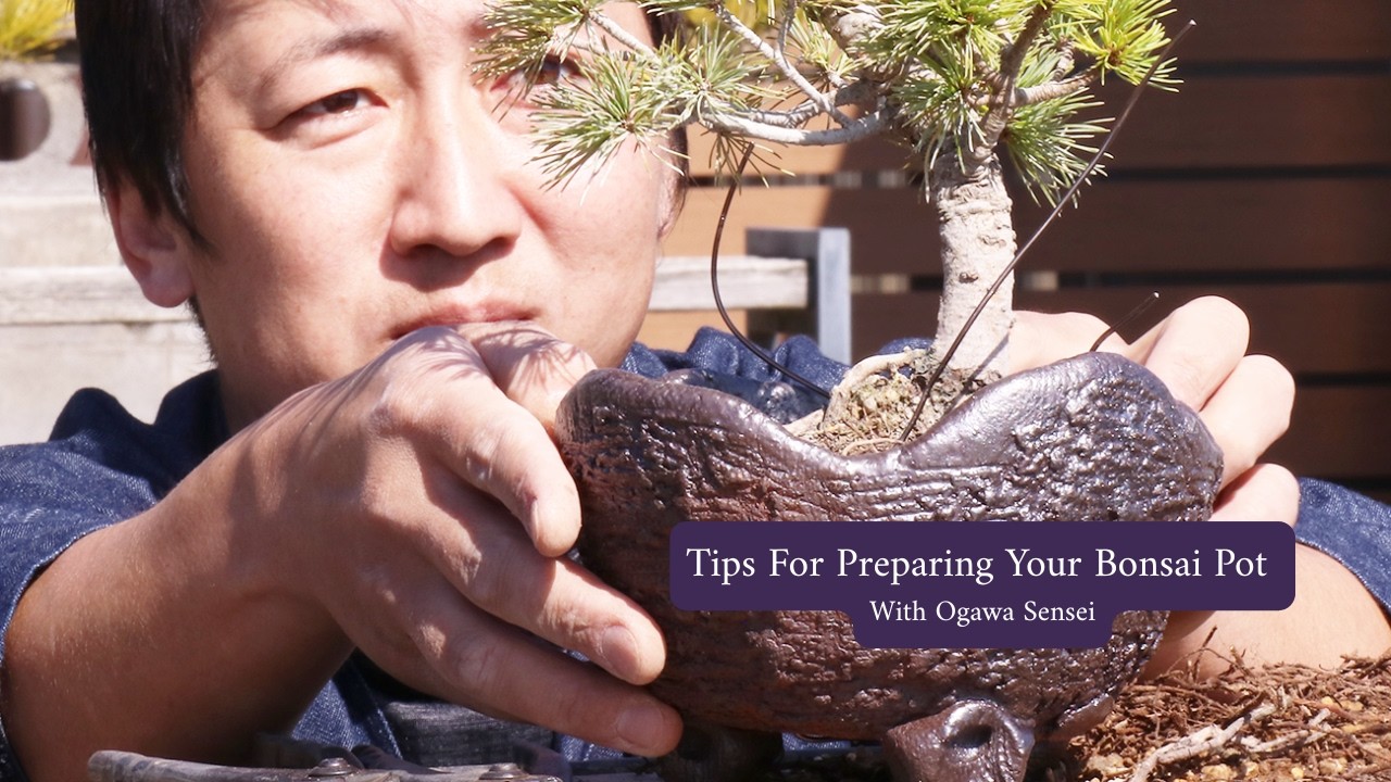 Preparing Bonsai Pots for Repotting | Wazakura Japan Workshop