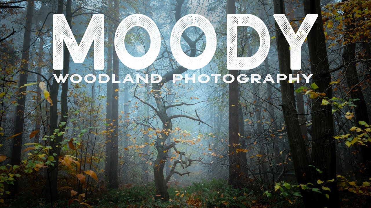 Pembrokeshire Woodland Photography in MOODY FOGGY Conditions