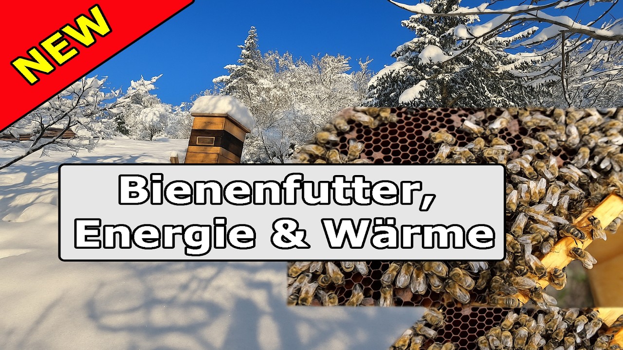 🐝 Bienenfutter untersch&auml;tzt? Das steckt wirklich dahinter!❄️🔥 Futter so &uuml;berleben Bienen den Winter!