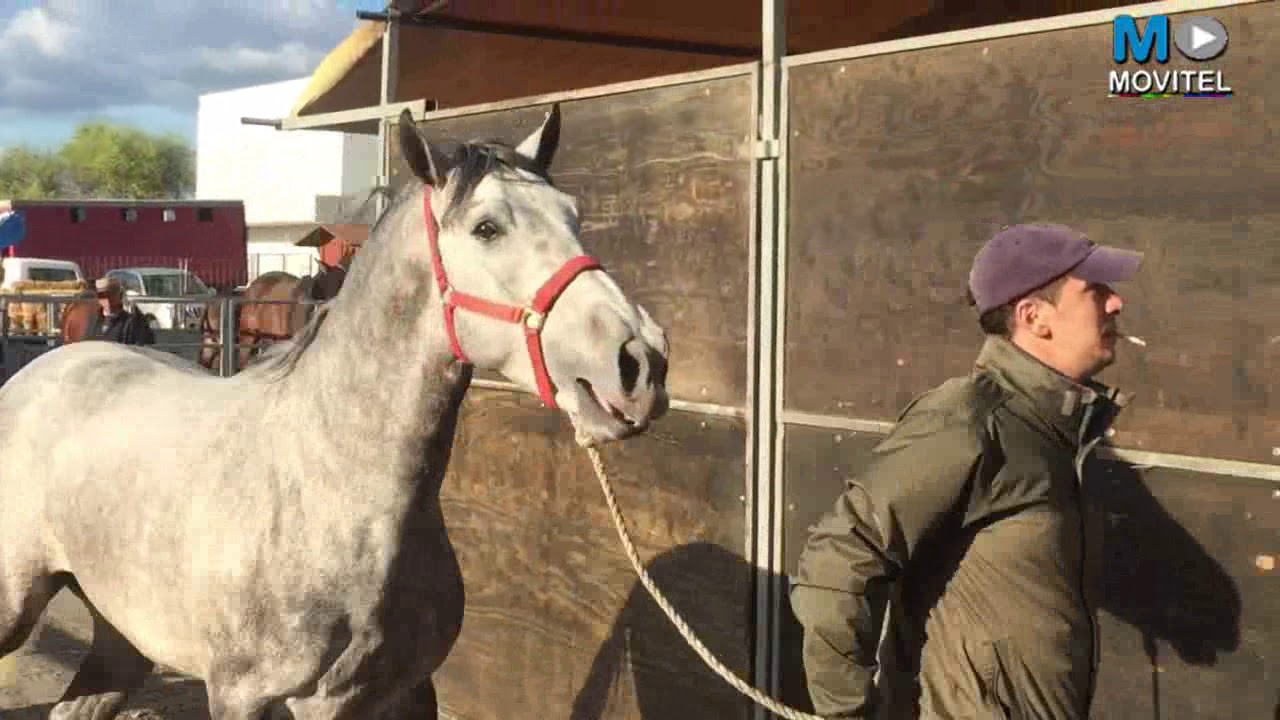 ZONA DE TRATO DE CABALLOS ESPAÑOLES, FERIA CARTAYA 2019, ANDALUCIA, ESPAÑA HORSE
