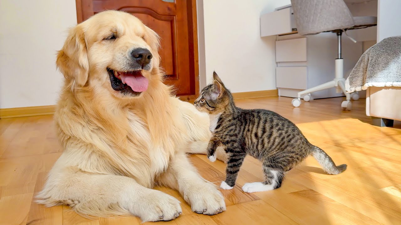 Fearless Kitten Stuns Giant Golden Retriever &ndash; You Won&rsquo;t Believe This!