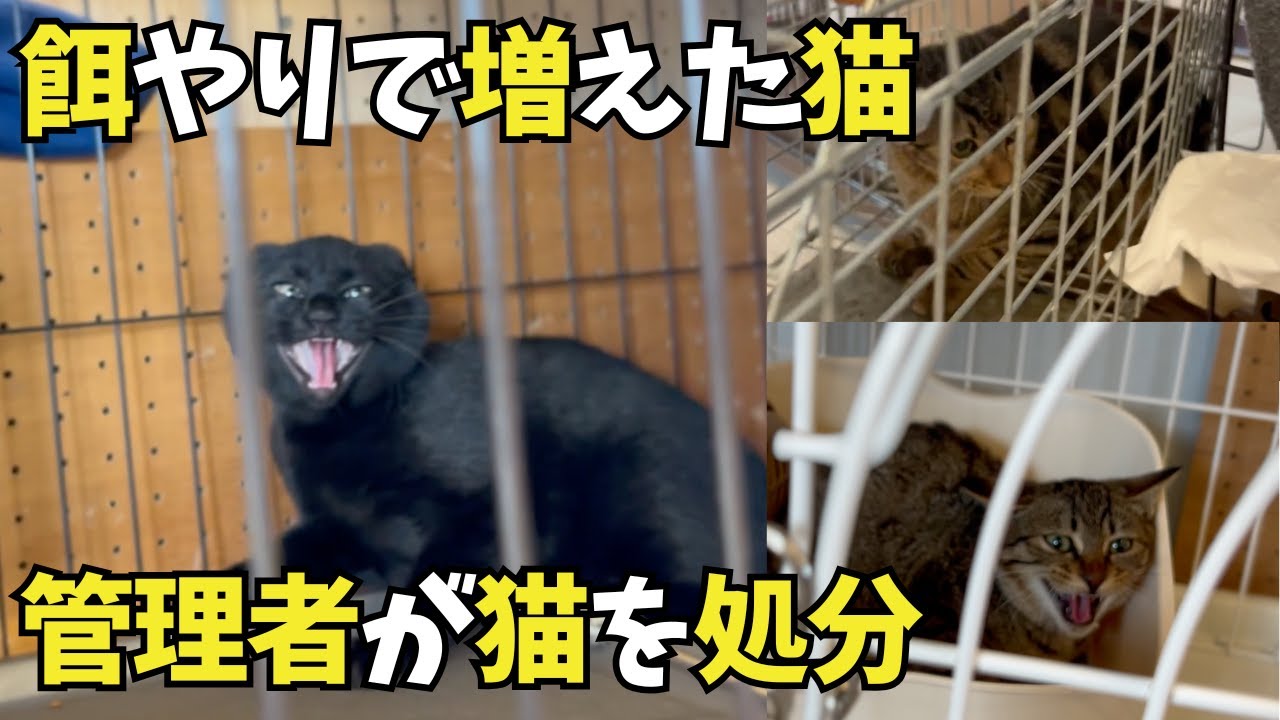 【うさぎさんシリーズ】怒る猫さん。餌やり現場から増えた猫。管理者が処分すると言うとの相談で
