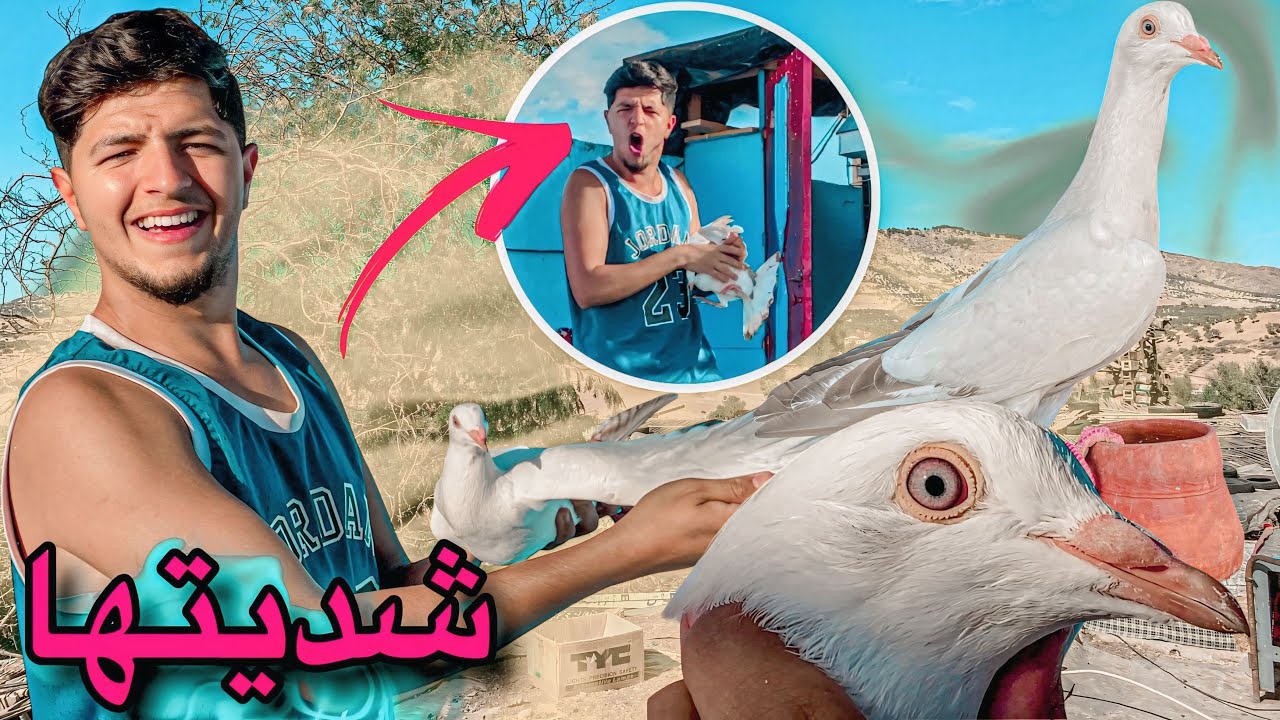 شديت حمام غريب نوع ديالها 🏹 شوفو طريقة كفاش صيدتها 😂 صيد الحمام فوق سطح 🤯