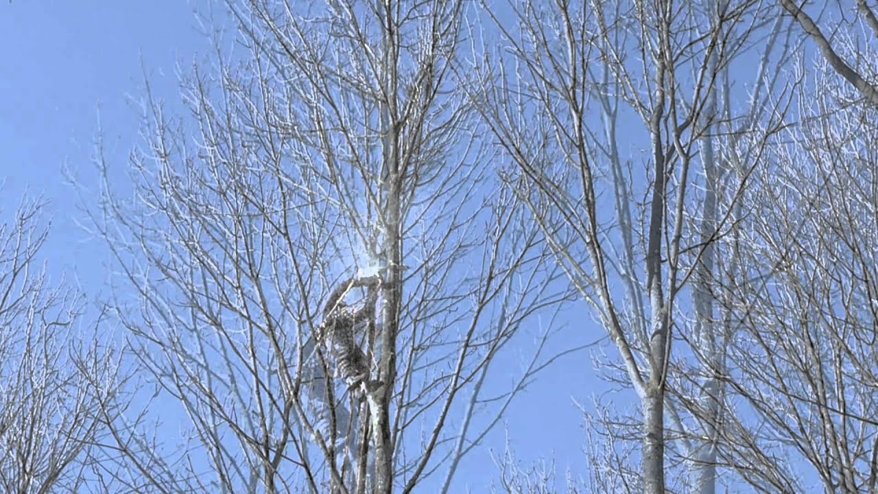 Karnabrunn, Baum, f&auml;llen, abtragen, schneiden