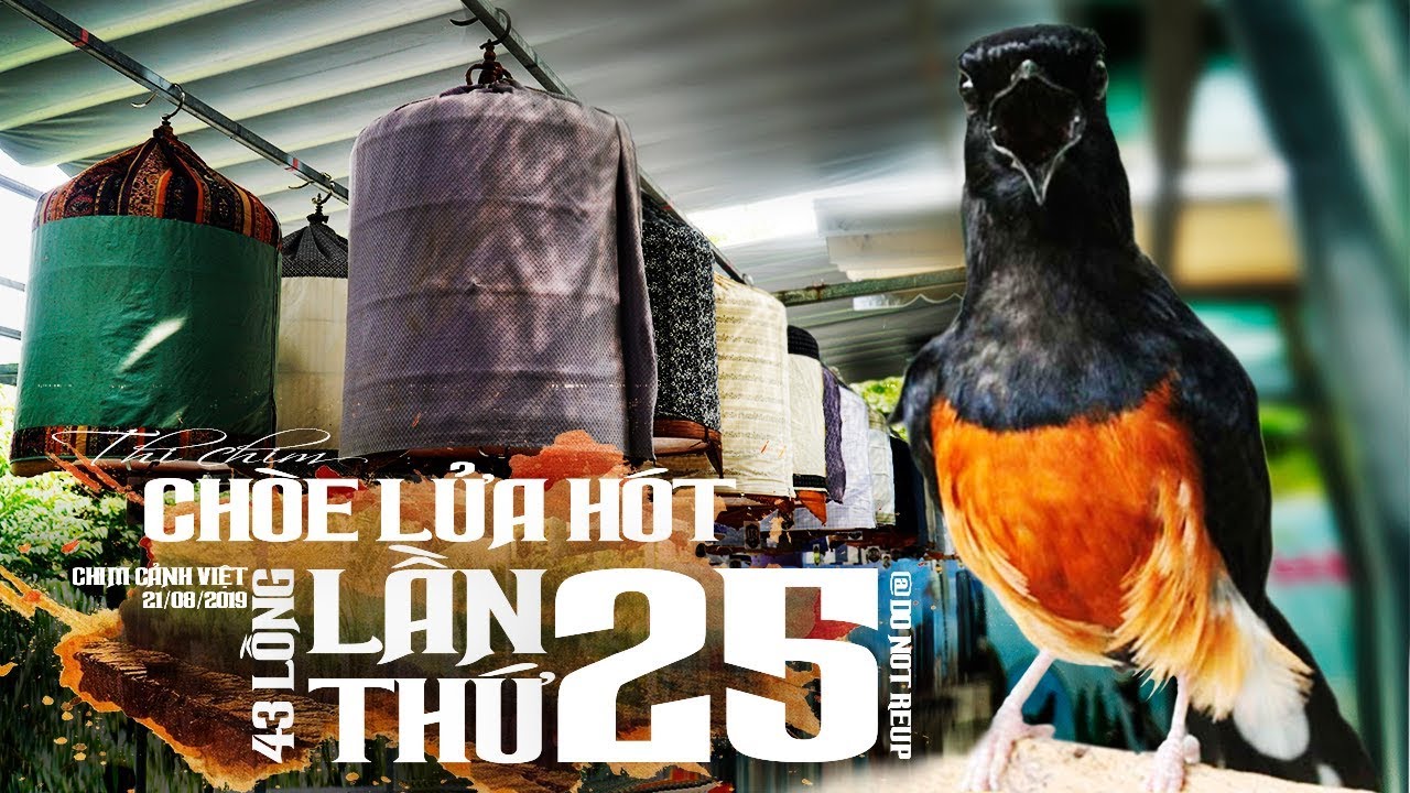 Thi Chim Chích Chòe Lửa Hót  - Đấu trường 43,giải tháng ngày 18/08/2019 Cafe Vườn Chim ✅