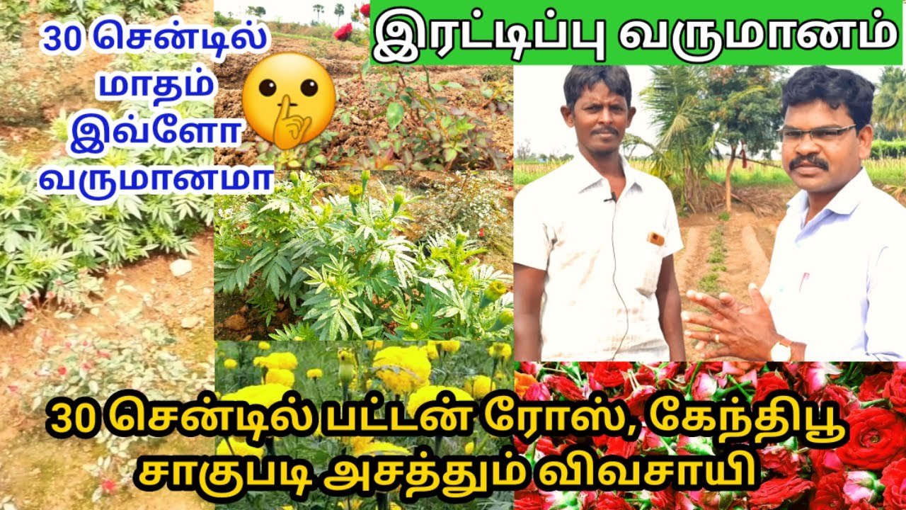 30 சென்டில் பட்டன் ரோஸ் கேந்தி பூ சாகுபடி || Multi crop cultivation || Village thamizha village