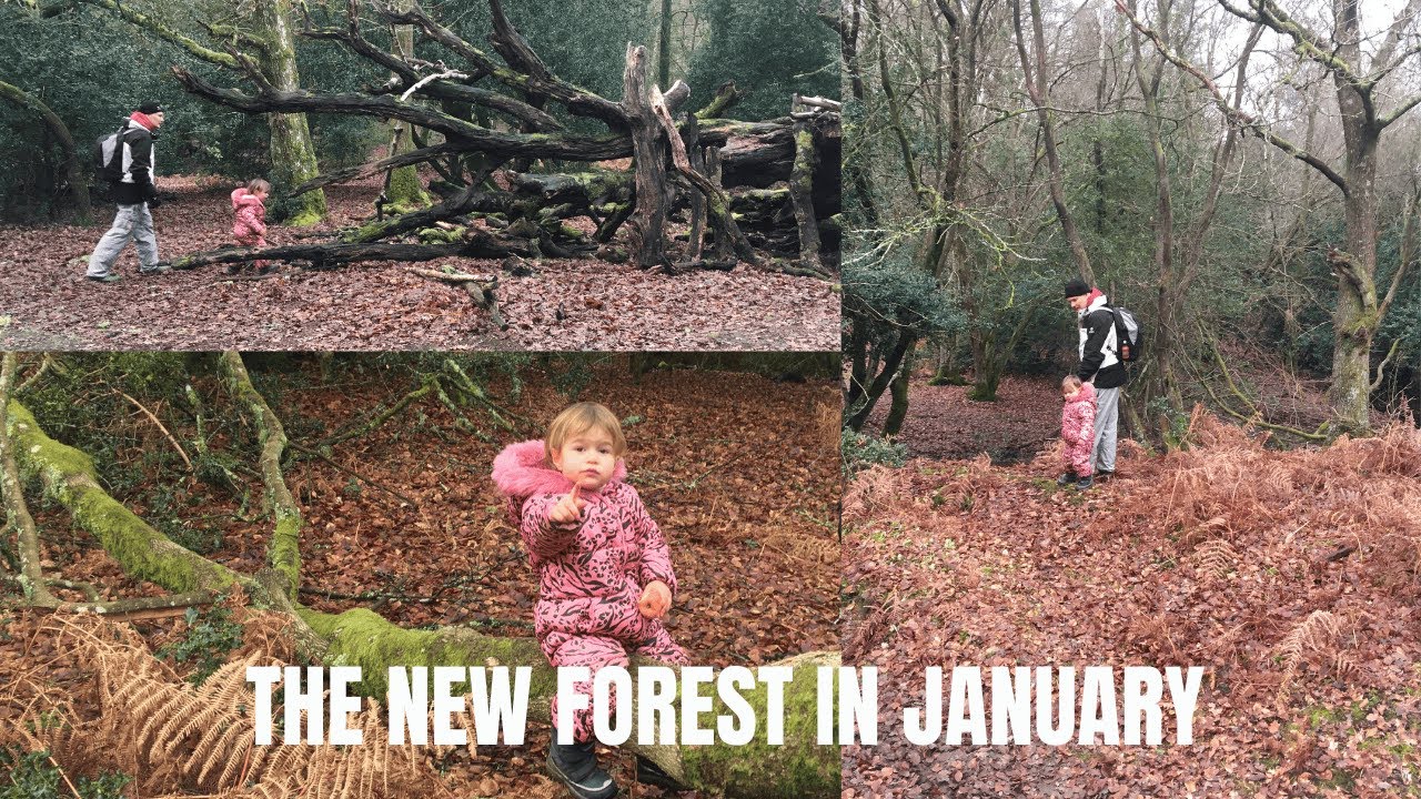 January in The New Forest #walking