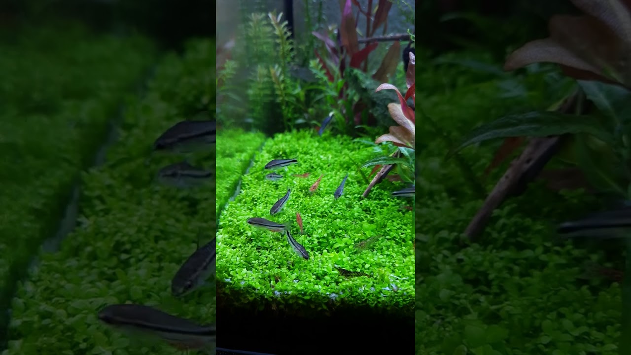 Pygmy Corys & Shrimp go incredibly well together. #shrimp #shrimptank #pygmycory #fish #aquascape