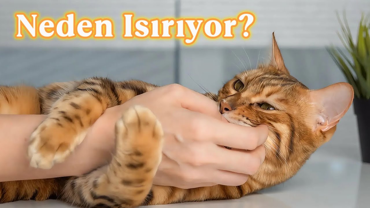 😸Kedilerin Isırma Huyu Sebepleri ve 5 Basit Adımda Durdurma!