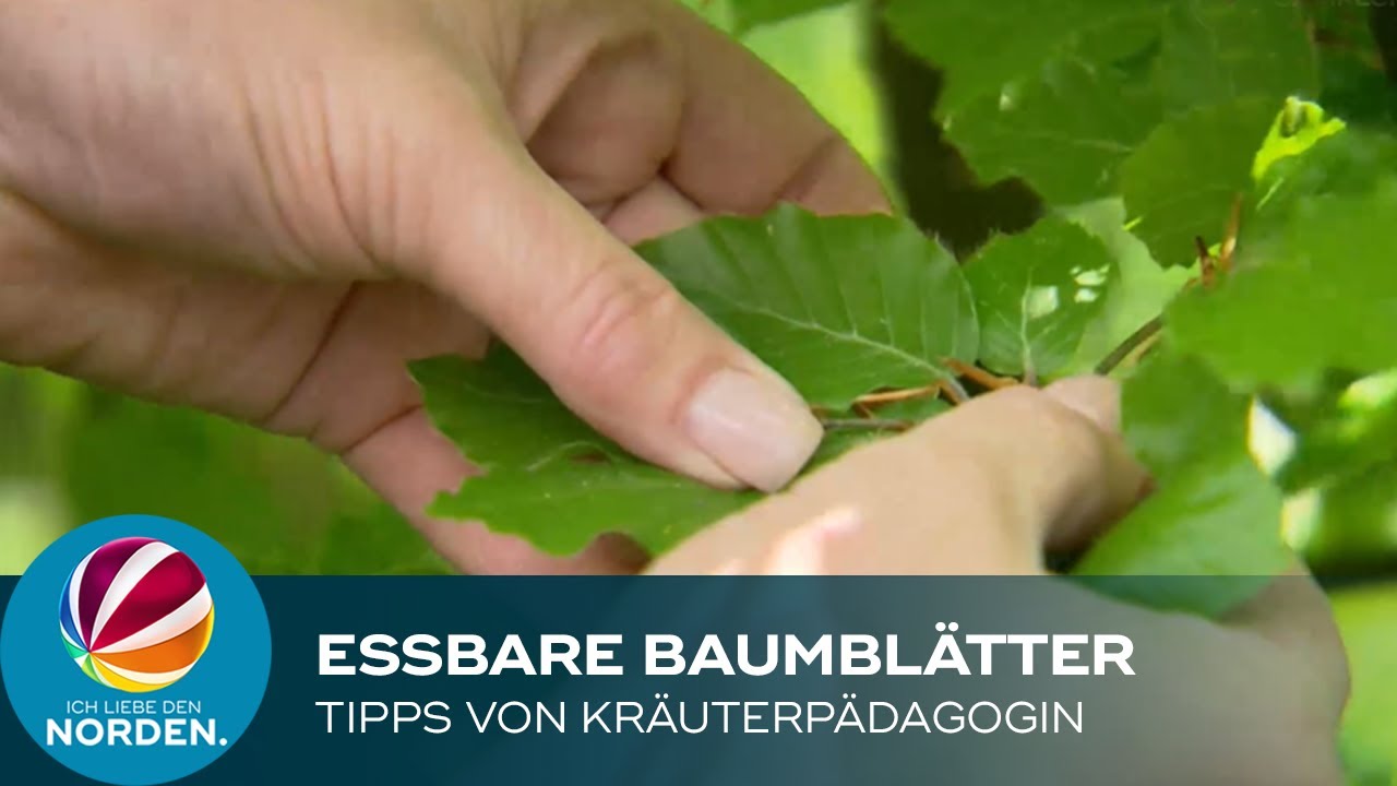 Essbare Baumblätter: Tipps und Rezepte von einer Kräuterpädagogin