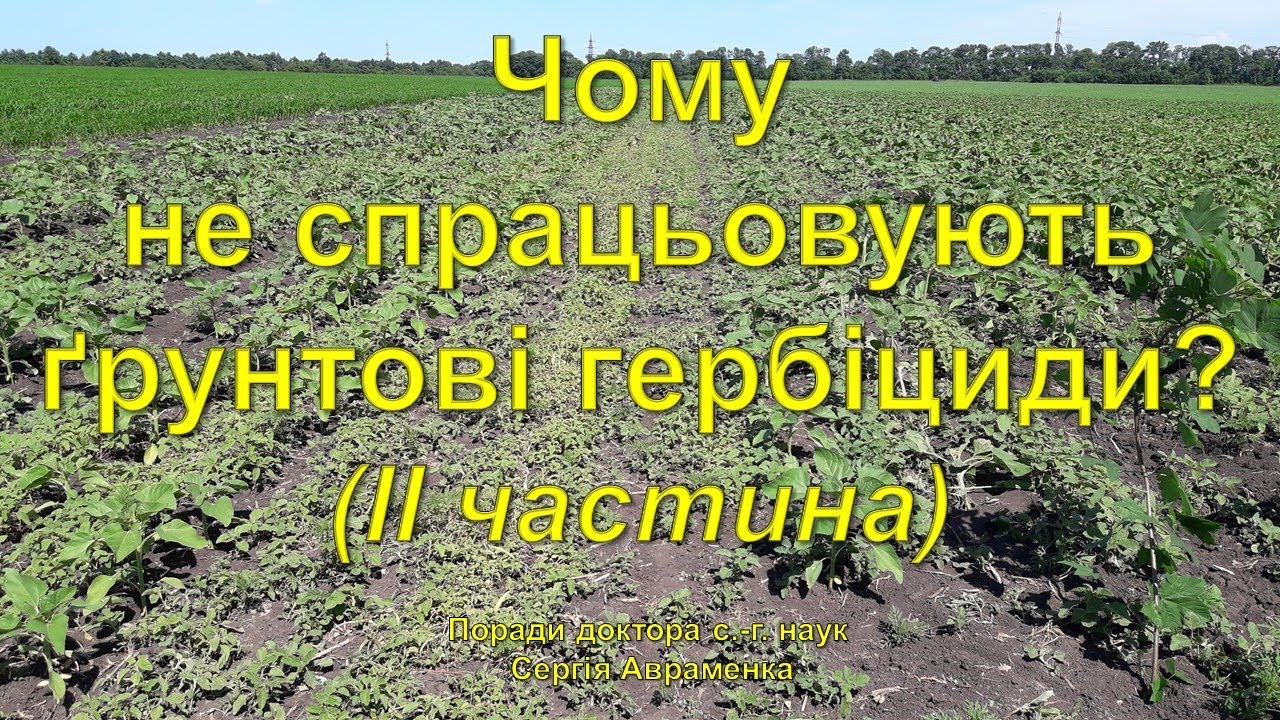 Чому не спрацьовують ґрунтові гербіциди? (ІІ частина)