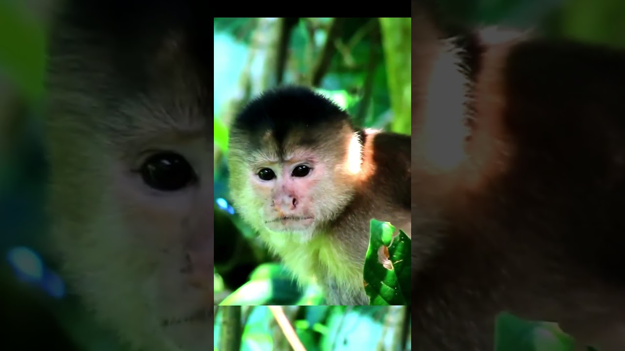 Guess These Animals 