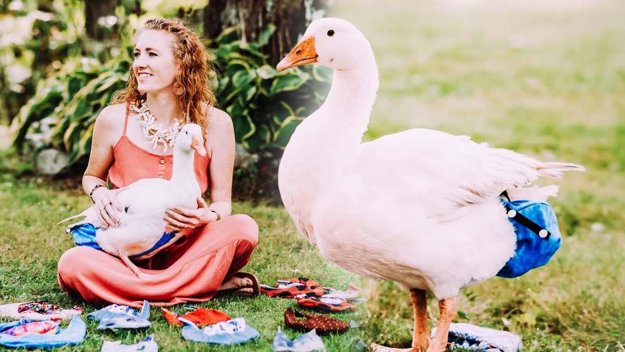 Woman’s Duck-Diapers Business Has Made Her TikTok-Famous