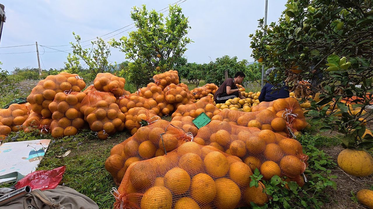 Life in Vietnam - A Quiet Pomelo Harvest with the Sweetest Fruit