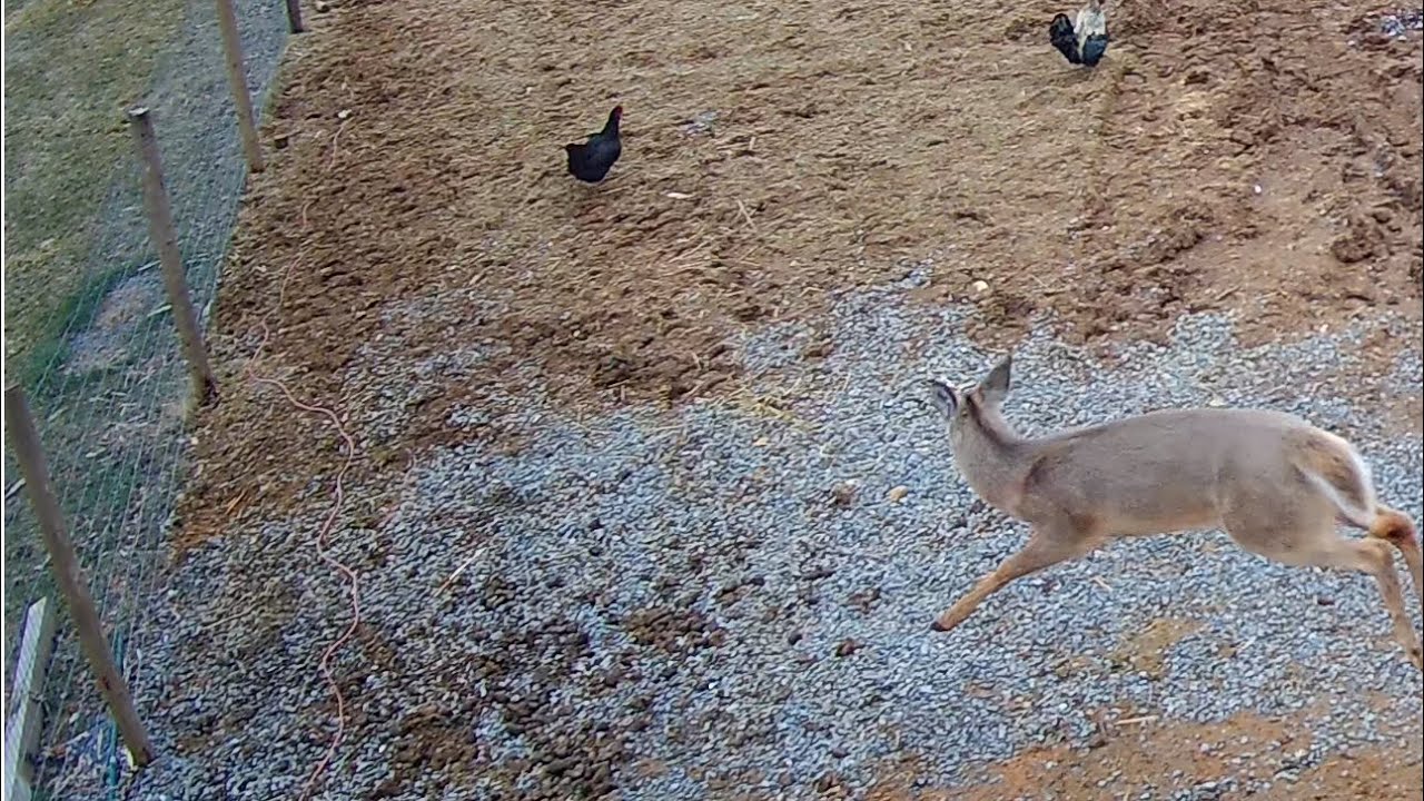 Deer smashes into fence & we move the donkeys 