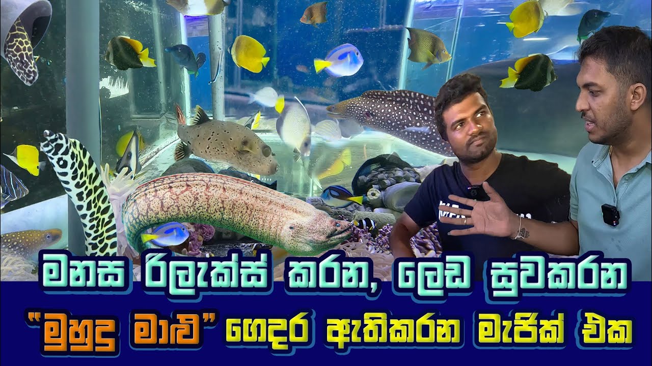 The Best Saltwater Aquarium In Sri Lanka | Marine Fish Tank Setup| මුහුදු මාළු ගෙදර ඇතිකරන මැජික් එක