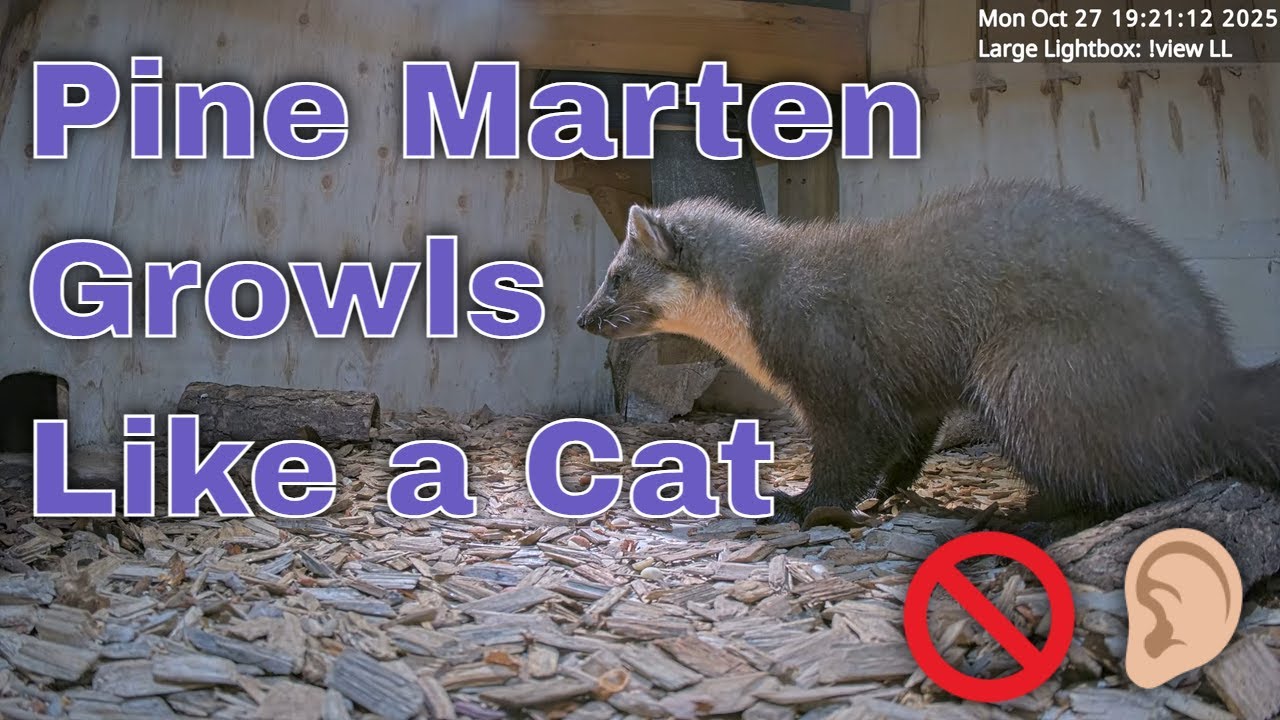 Pine Marten Growls Like a Cat to Defend Peanuts in Large Light Box