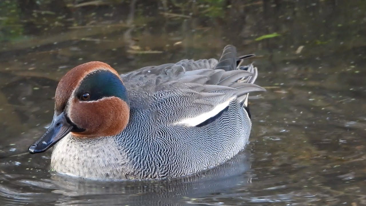 Slimbridge: Rushy Hide - Bewick’s Swan, Pintail 4K