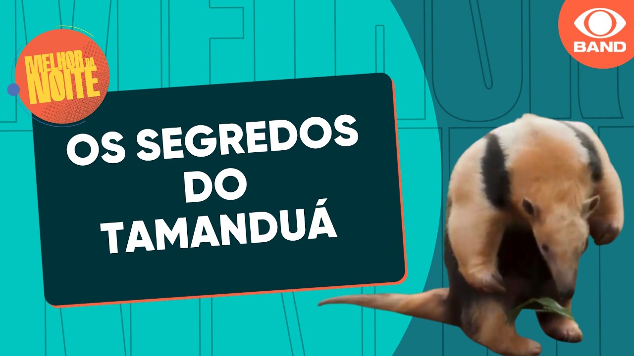 Sem dentes, mas com garras poderosas: os segredos do tamanduá | Melhor da Noite