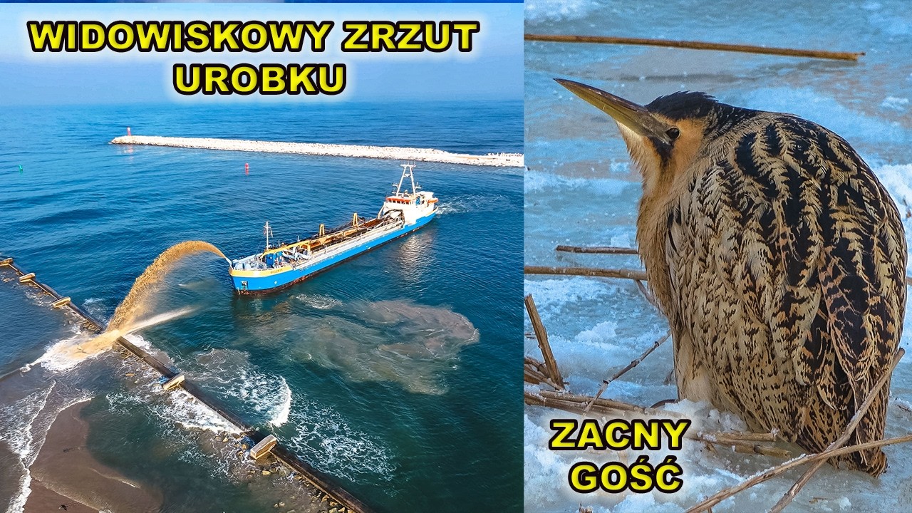 22.01.Widowiskowy zrzut urobku – tęczowanie na Górkach Zachodnich i  rzadki ptak.