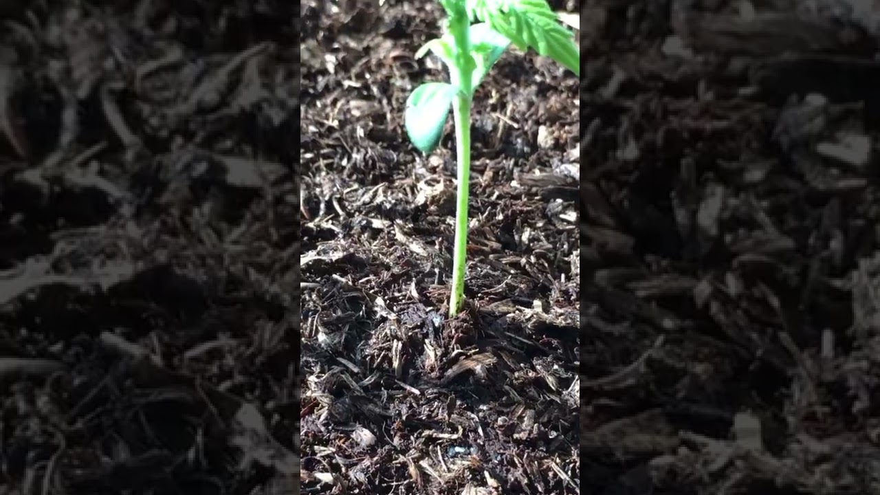 Uk autoflower grow - part 1 - week 2 (northern lights, biscotti mints) - barneys farm (both topped)